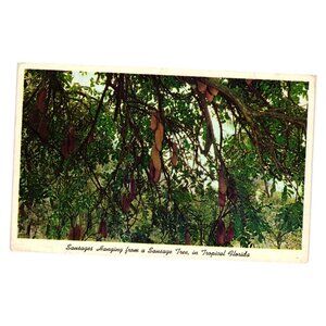 Sausages Hanging Sausage Tree Tropical Florida 1960 Postmarked Vintage Postcard